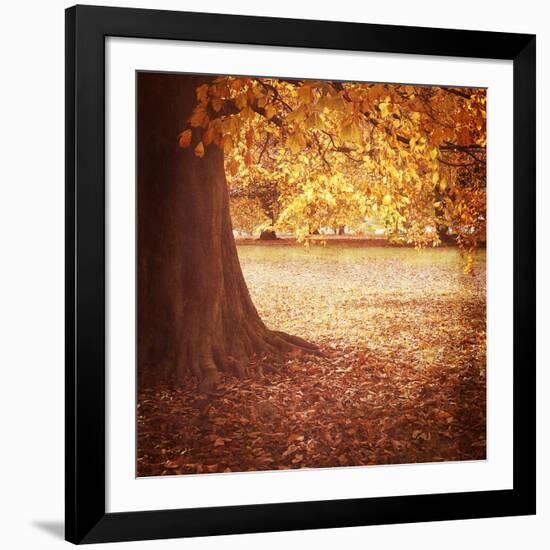 Fall Tree 001-Tom Quartermaine-Framed Giclee Print