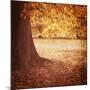 Fall Tree 001-Tom Quartermaine-Mounted Giclee Print