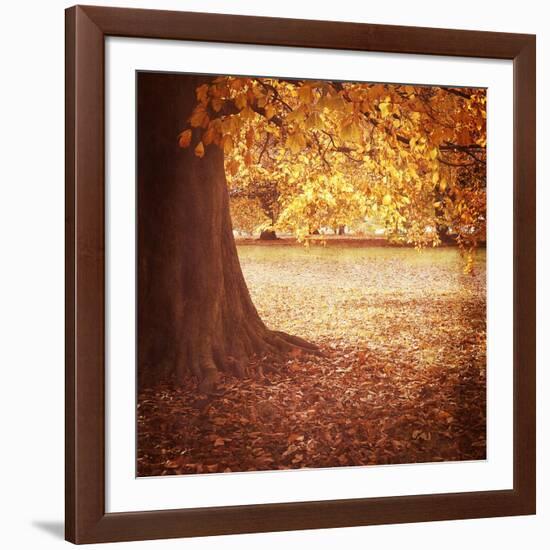 Fall Tree 001-Tom Quartermaine-Framed Giclee Print