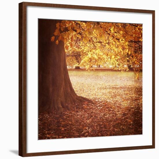 Fall Tree 001-Tom Quartermaine-Framed Giclee Print