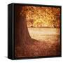 Fall Tree 001-Tom Quartermaine-Framed Stretched Canvas