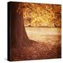 Fall Tree 001-Tom Quartermaine-Stretched Canvas