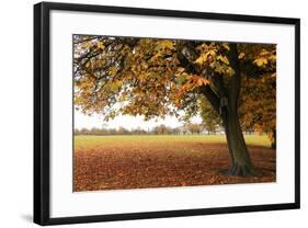 Fall Tree 002-Tom Quartermaine-Framed Giclee Print