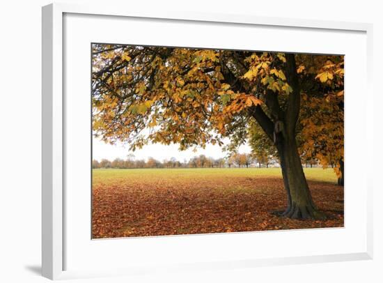Fall Tree 002-Tom Quartermaine-Framed Giclee Print