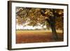 Fall Tree 002-Tom Quartermaine-Framed Giclee Print