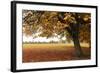 Fall Tree 002-Tom Quartermaine-Framed Giclee Print