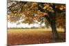 Fall Tree 002-Tom Quartermaine-Mounted Giclee Print