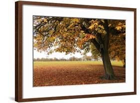 Fall Tree 002-Tom Quartermaine-Framed Giclee Print
