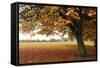 Fall Tree 002-Tom Quartermaine-Framed Stretched Canvas