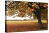 Fall Tree 002-Tom Quartermaine-Stretched Canvas