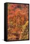 Fall Tree Design (Full), Zion National Park-Vincent James-Framed Stretched Canvas