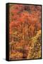 Fall Tree Design (Full), Zion National Park-Vincent James-Framed Stretched Canvas