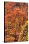 Fall Tree Design (Full), Zion National Park-Vincent James-Stretched Canvas