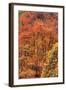 Fall Tree Design (Full), Zion National Park-Vincent James-Framed Photographic Print