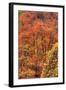 Fall Tree Design (Full), Zion National Park-Vincent James-Framed Photographic Print