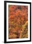 Fall Tree Design (Full), Zion National Park-Vincent James-Framed Photographic Print