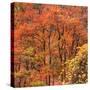 Fall Tree Design, Zion National Park-Vincent James-Stretched Canvas