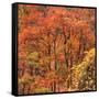 Fall Tree Design, Zion National Park-Vincent James-Framed Stretched Canvas