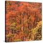 Fall Tree Design, Zion National Park-Vincent James-Stretched Canvas