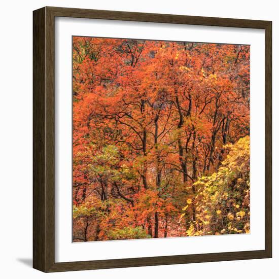 Fall Tree Design, Zion National Park-Vincent James-Framed Photographic Print