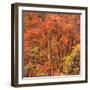 Fall Tree Design, Zion National Park-Vincent James-Framed Photographic Print