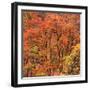 Fall Tree Design, Zion National Park-Vincent James-Framed Photographic Print