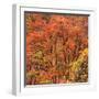Fall Tree Design, Zion National Park-Vincent James-Framed Photographic Print