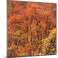 Fall Tree Design, Zion National Park-Vincent James-Mounted Photographic Print