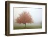 Fall Trees in the Fog-Craig Tuttle-Framed Photographic Print