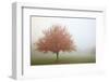 Fall Trees in the Fog-Craig Tuttle-Framed Photographic Print