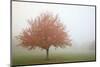 Fall Trees in the Fog-Craig Tuttle-Mounted Photographic Print