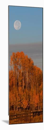 Fall Trees Moon I-Linden Sally-Mounted Premium Giclee Print