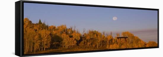 Fall Trees Moon II-Linden Sally-Framed Stretched Canvas