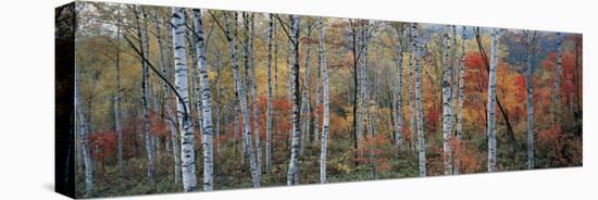 Fall Trees, Shinhodaka, Gifu, Japan-null-Stretched Canvas