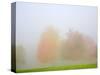 Fall trees shrouded in mist-Craig Tuttle-Stretched Canvas