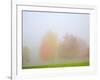 Fall trees shrouded in mist-Craig Tuttle-Framed Photographic Print