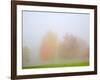 Fall trees shrouded in mist-Craig Tuttle-Framed Photographic Print