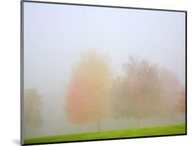 Fall trees shrouded in mist-Craig Tuttle-Mounted Photographic Print