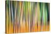 Fall Trees-Ursula Abresch-Stretched Canvas