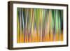 Fall Trees-Ursula Abresch-Framed Photographic Print