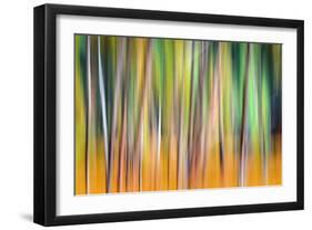 Fall Trees-Ursula Abresch-Framed Photographic Print