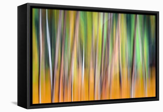 Fall Trees-Ursula Abresch-Framed Stretched Canvas