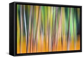 Fall Trees-Ursula Abresch-Framed Stretched Canvas