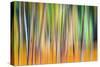 Fall Trees-Ursula Abresch-Stretched Canvas