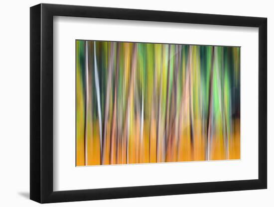 Fall Trees-Ursula Abresch-Framed Premium Photographic Print