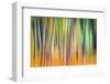 Fall Trees-Ursula Abresch-Framed Premium Photographic Print