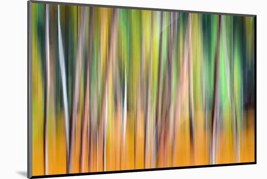 Fall Trees-Ursula Abresch-Mounted Photographic Print