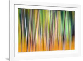 Fall Trees-Ursula Abresch-Framed Photographic Print