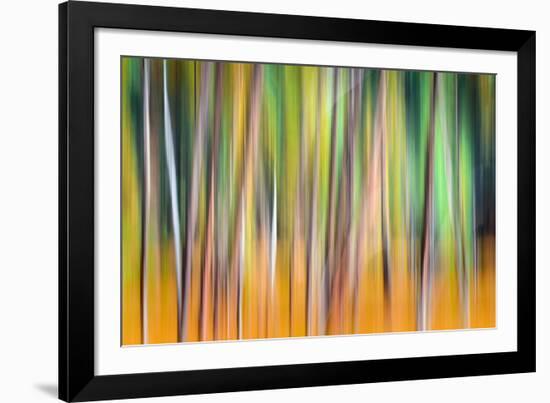 Fall Trees-Ursula Abresch-Framed Photographic Print