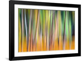 Fall Trees-Ursula Abresch-Framed Photographic Print